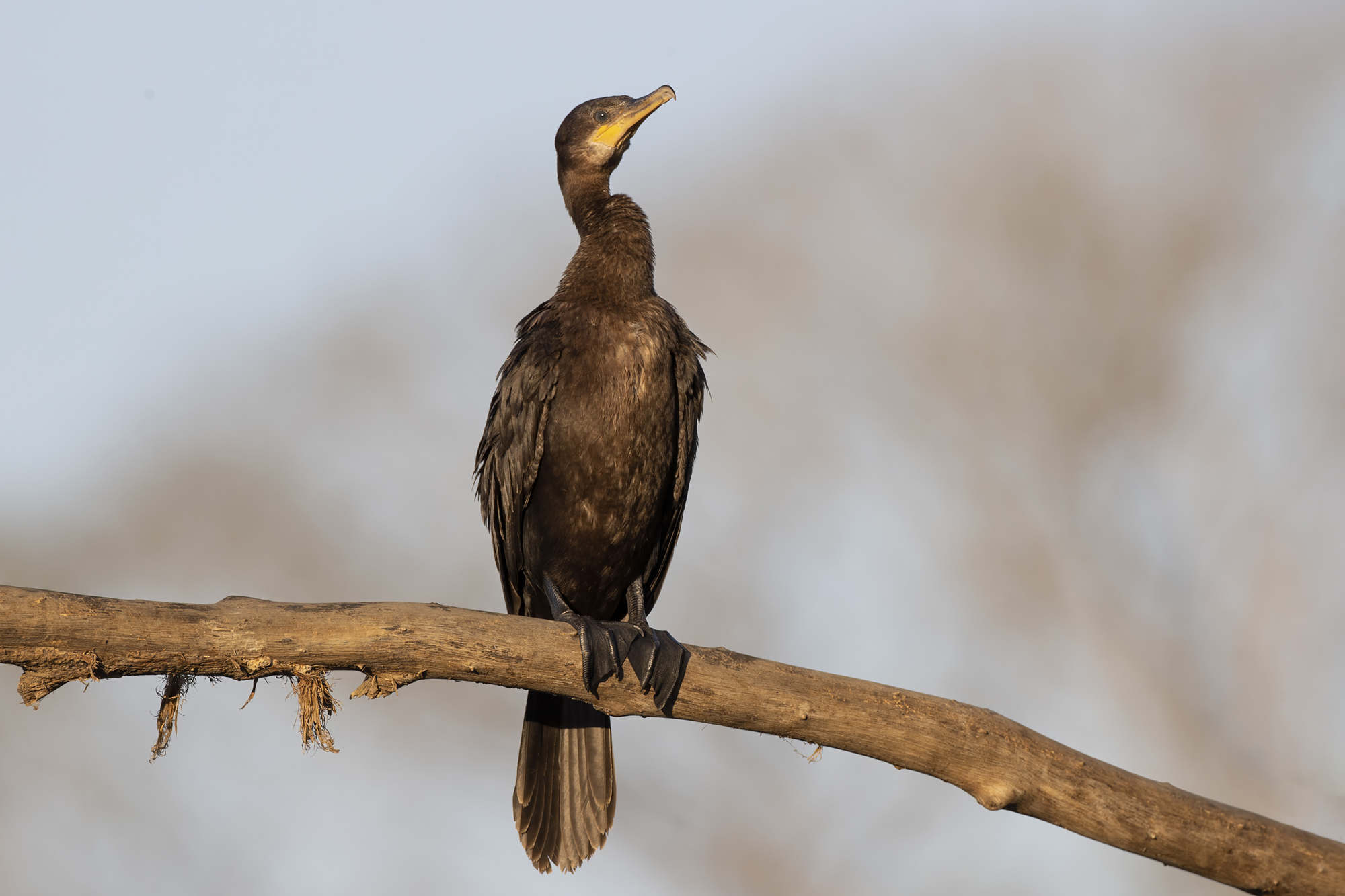 Neotropic Cormorant
